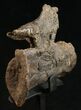Diplodocus Caudal Vertebra From Wyoming - On Stand #10141-4